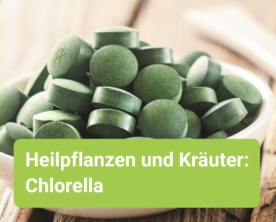 Chlorella – mögliche Anwendungsgebiete und Wirkungsweisen